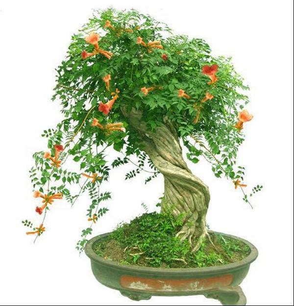 凌霄盆景的栽培造型养护管理方法