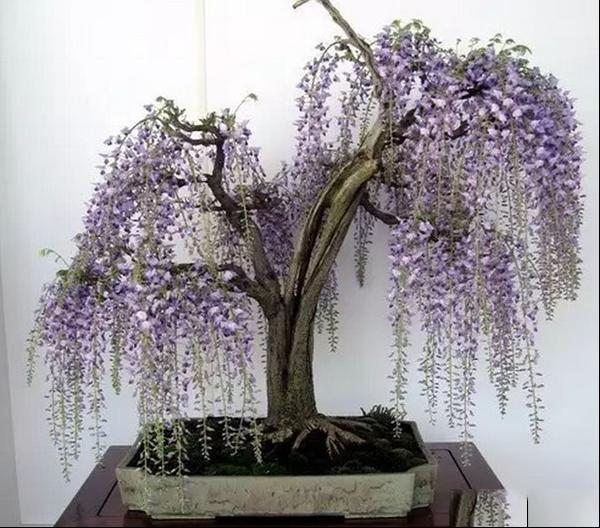 紫藤盆景培育制作方法