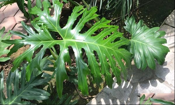 春羽春芋