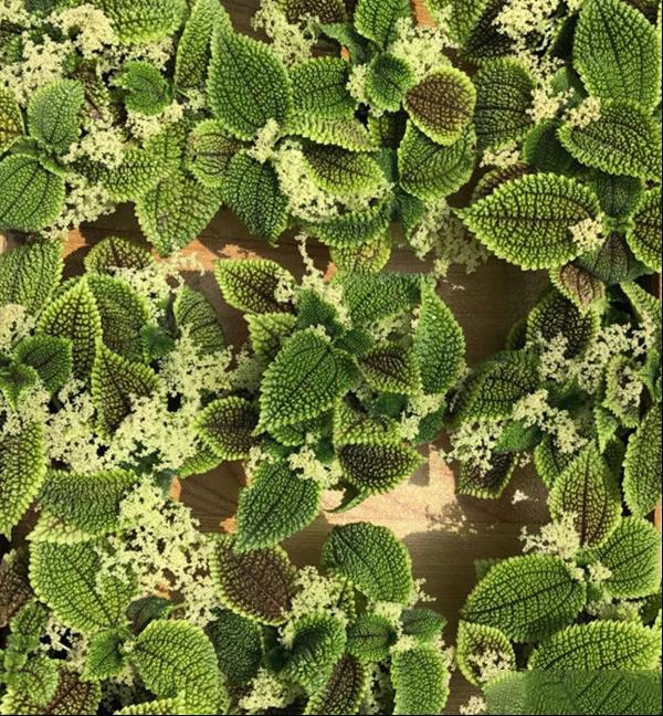 皱叶冷水花虾蟆草