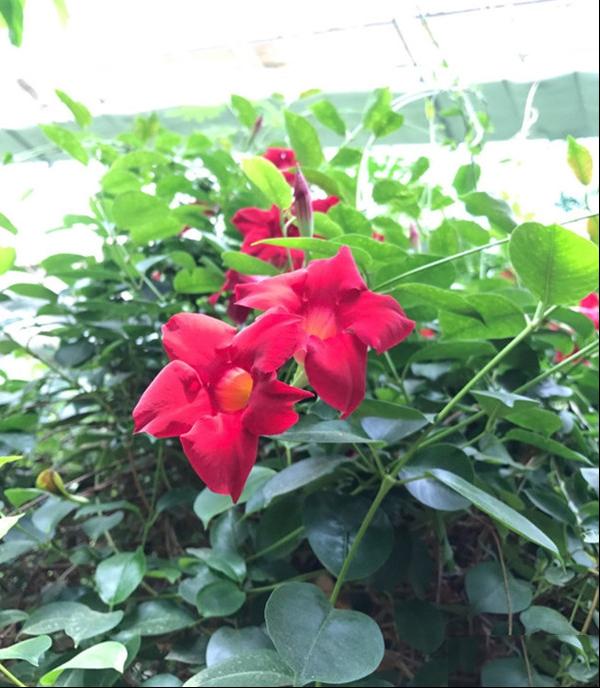 飘香藤红皱藤双腺藤双喜藤文藤红蝉花