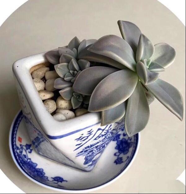 胧月 粉叶石莲花 宝石花 粉瓦莲 风车草