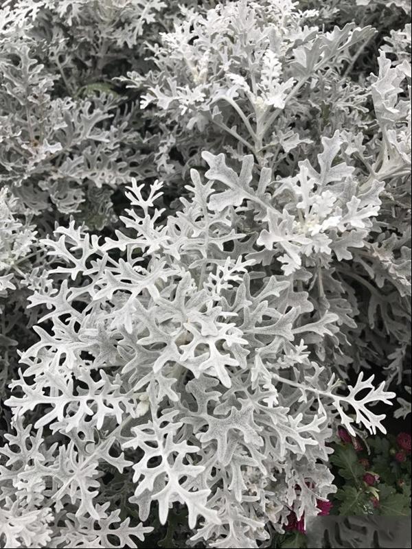 银叶菊雪叶菊白绒毛矢车菊