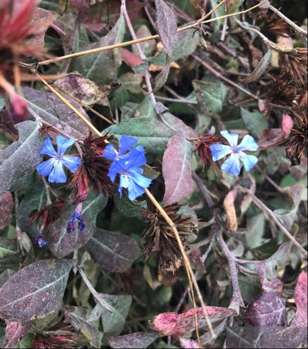 小蓝雪花
