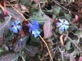 小蓝雪花