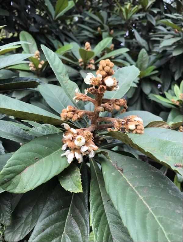 枇杷芦橘金丸芦枝炎果焦子