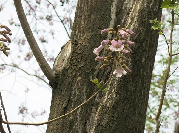 泡桐白花泡桐大果泡桐空桐木水桐桐木树紫花树毛