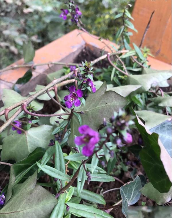 天使花