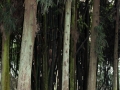 柳杉,长叶孔雀松