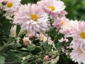 多头菊
