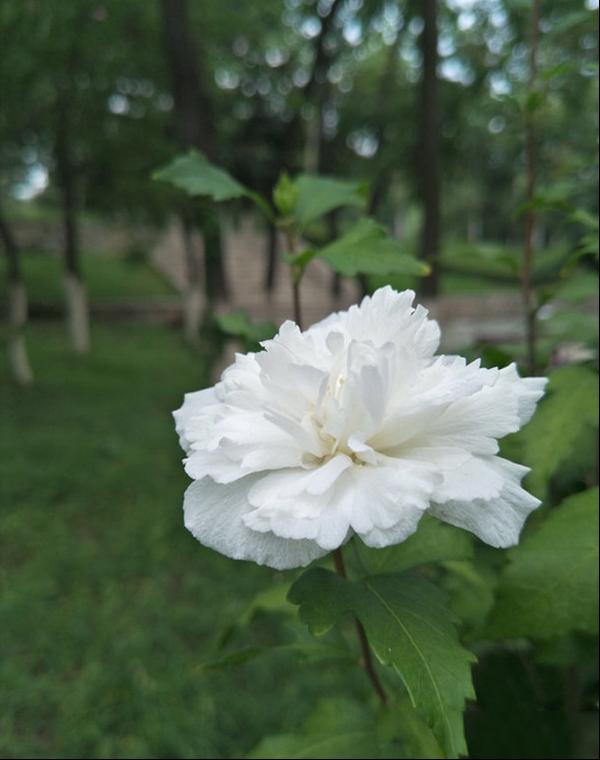 白花重瓣木槿重瓣白花木槿猪油花鸡肉花