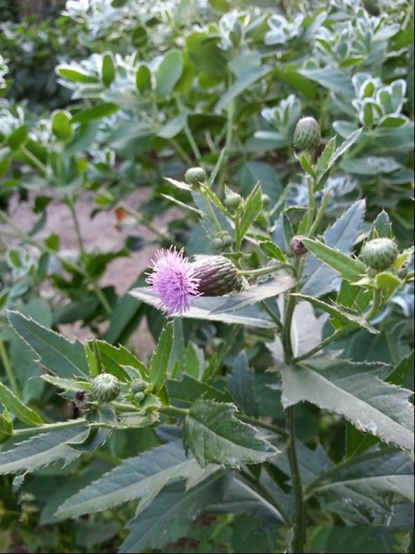 野蓟 老牛锉 千针草 牛戳口 大蓟 垂头蓟