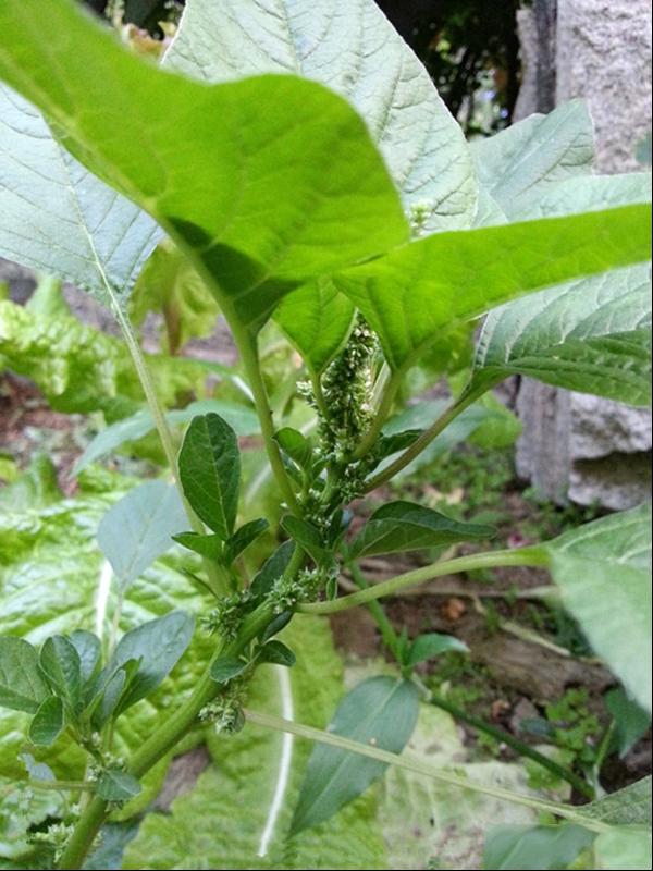 凹头苋 野苋 光苋菜