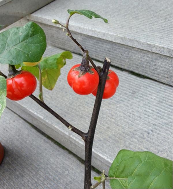 红茄