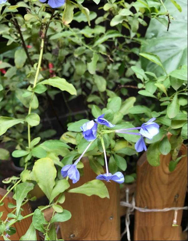 蓝雪花山灰柴假靛角柱花