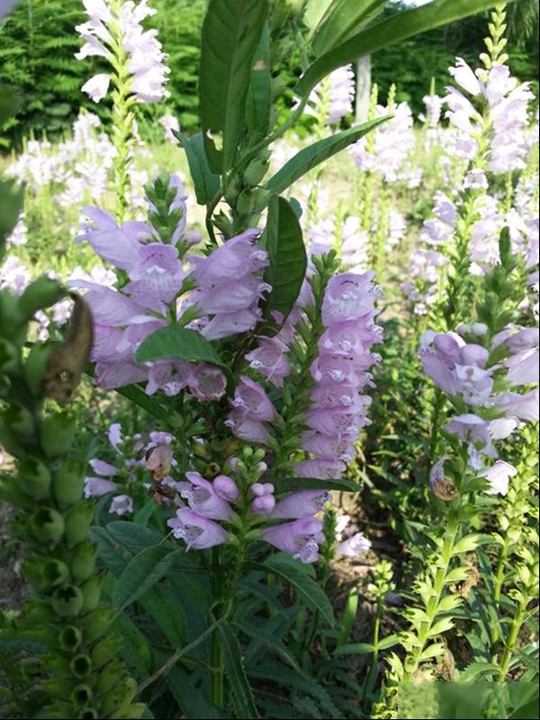 随意草 芝麻花 假龙头 囊萼花 棉铃花 虎尾花 一品香 伪龙头