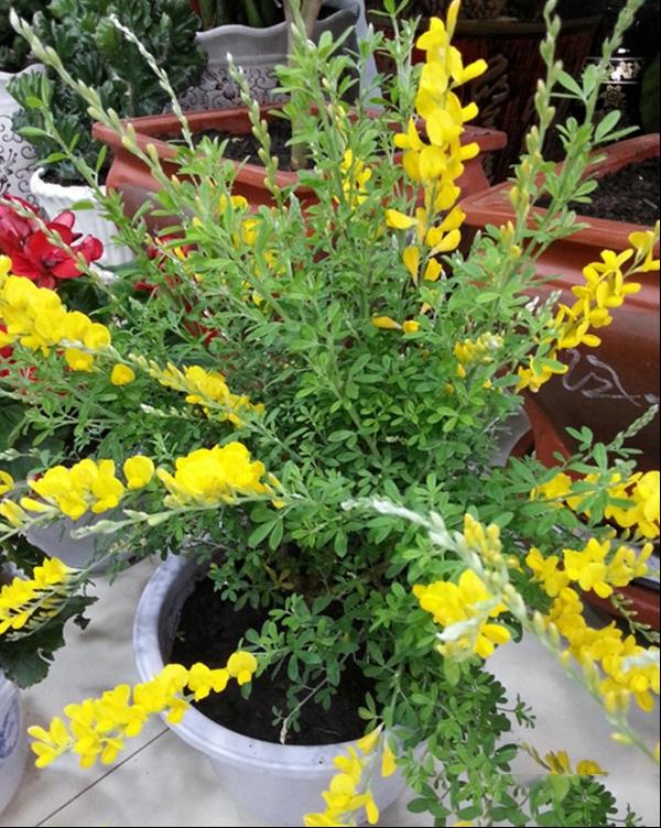 金雀花紫雀花
