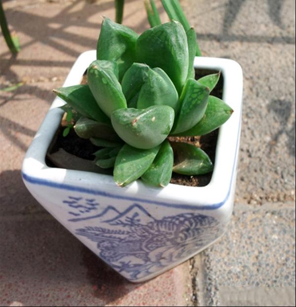水晶掌 三角琉璃莲 宝草
