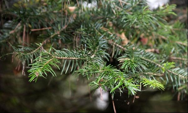 岷江冷杉 柔毛冷杉 柔毛枞 紫果冷杉