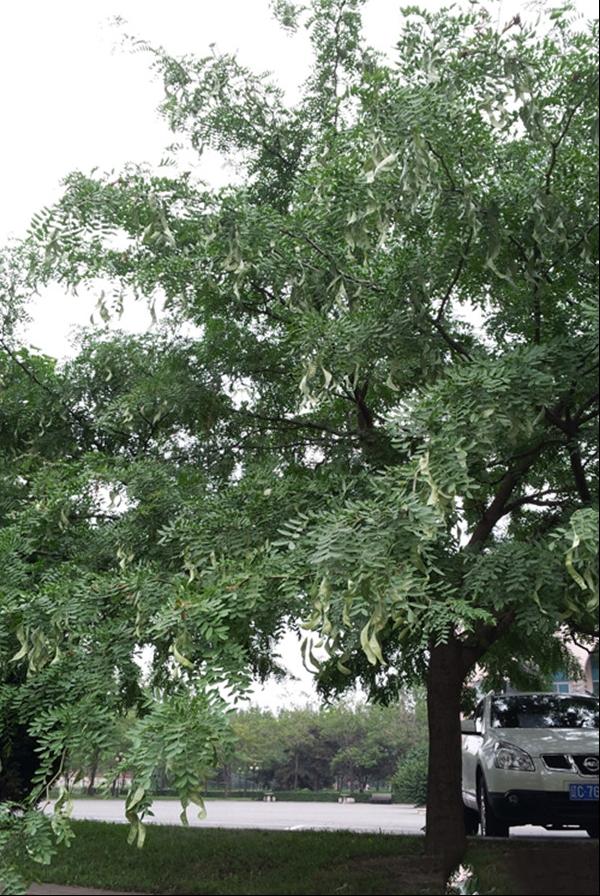 山皂荚皂荚树皂角树悬刀树荚果树乌犀树鸡栖子日本皂荚