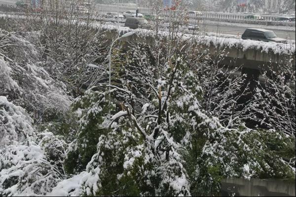 观赏树木雪灾后的处理与复壮措施