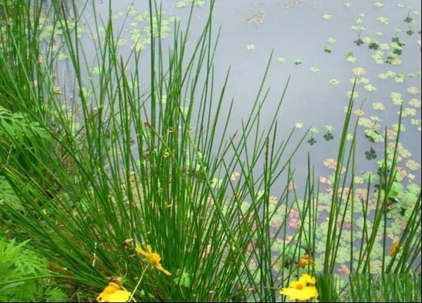 雨水花园植物配置方案