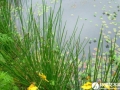 雨水花园植物配置方案
