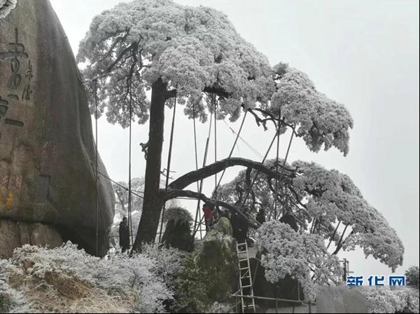 黄山风景区为国宝迎客松撑起保护伞