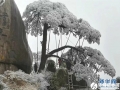 黄山风景区为国宝迎客松撑起保护伞