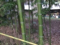 桂竹