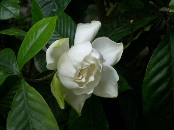 重瓣大花栀子白蟾