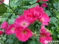 单瓣月季花