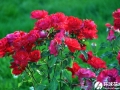 月季花