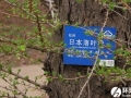 日本落叶松