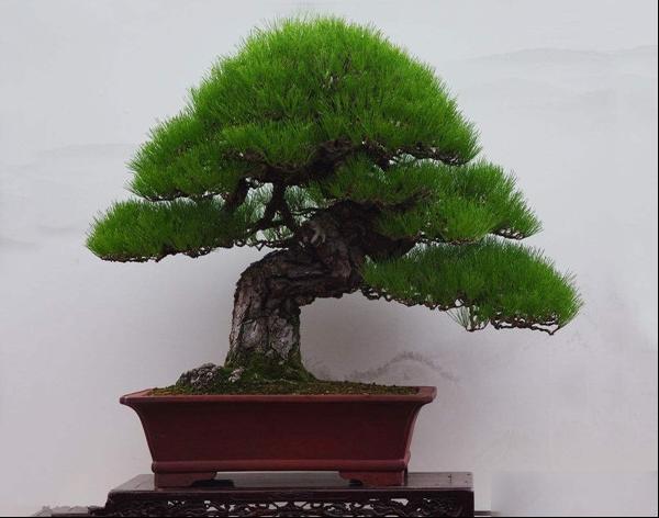 黑松