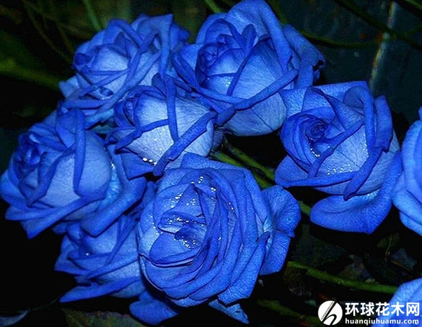 蓝玫瑰月季花