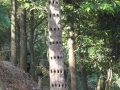 沉香树