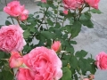 珊瑚果冻月季