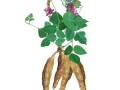 野生葛根