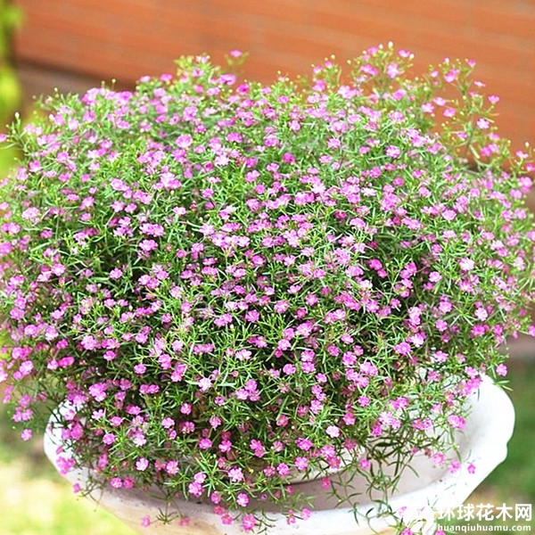 垂吊满天星霞草丝石竹六月雪