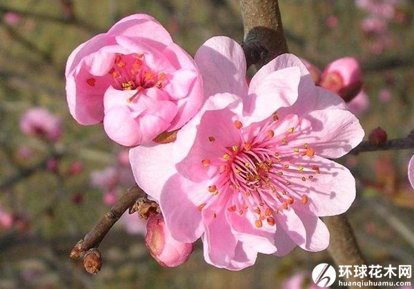 美人梅