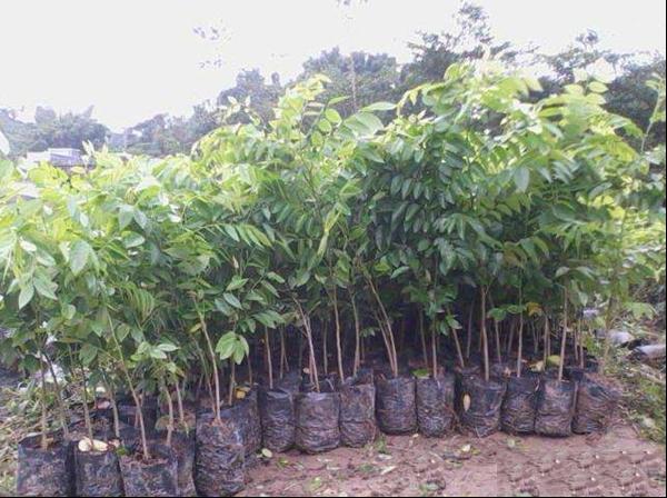 花梨木降香黄檀花梨母黄花梨