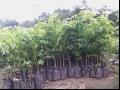 花梨木 降香黄檀 花梨母 黄花梨