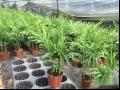袖珍椰子 秀丽竹节椰 矮生椰子 矮棕 客厅棕 袖珍椰子葵 袖珍棕