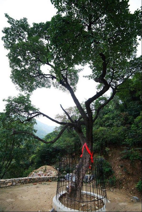 降龙树