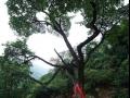 降龙树