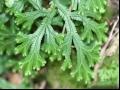 九死还魂草