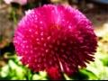 雏菊