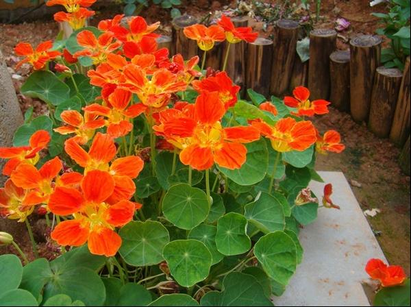 旱金莲、旱荷、寒荷、金莲花、旱莲花、金钱莲、寒金莲、大红雀
