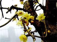 鄢陵梅花